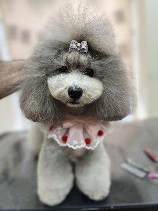 La Florida Peluquería Canina