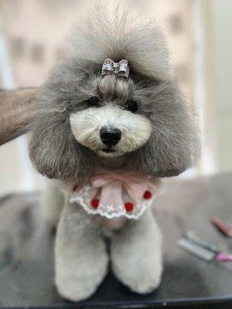 La Florida Peluquería Canina