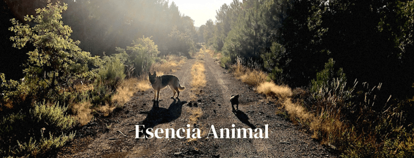 Esencia Animal Centro Canino