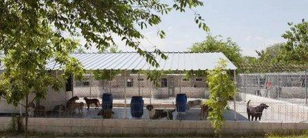 Humane Society Animal and Plant Madrid