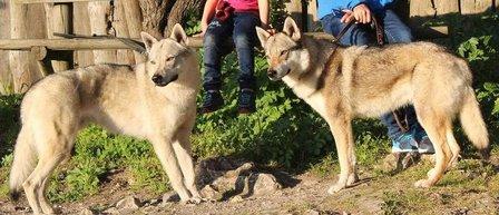 Lobos La Fuensanta