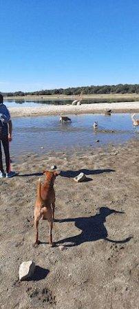 Dogsnatura