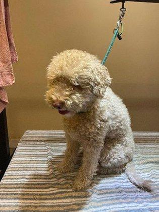 PELU2 PELUQUERIA CANINA
