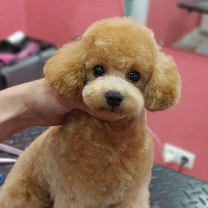 Dog Grooming Pampa