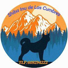 Shiba Inu Las Cumbres