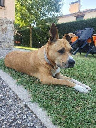 Peluquería Canina Diana