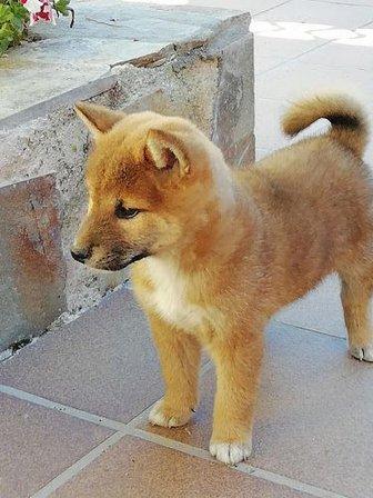 Shiba Inu Las Cumbres