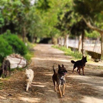 TAO Centro Canino