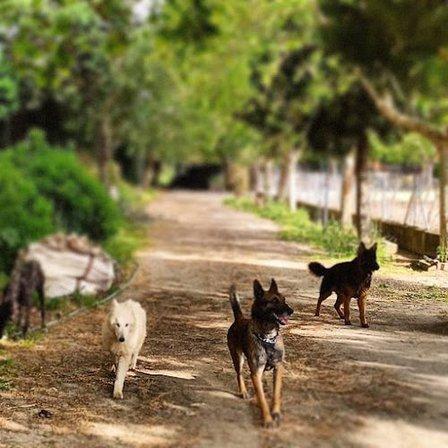 TAO Centro Canino