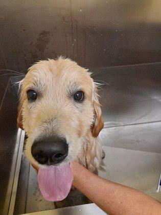 peluquería canina Estética canina clara y luna Móstoles