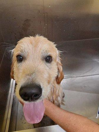 peluquería canina Estética canina clara y luna Móstoles