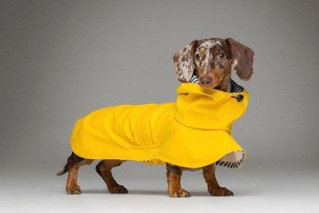 tQel dog trends - Tienda para perros en Madrid