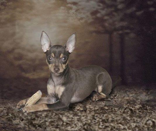 Centro canino Cauca