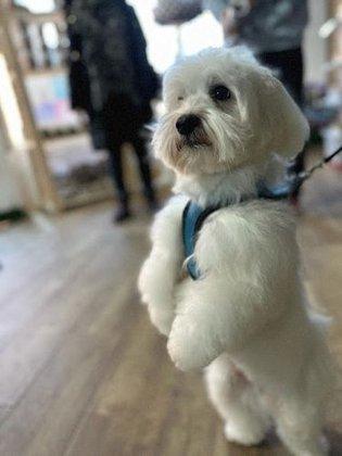 Mascotas Pet & Shop - Peluquería Canina y Felina