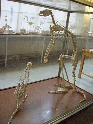 Museo de Anatomía Comparada de Vertebrados