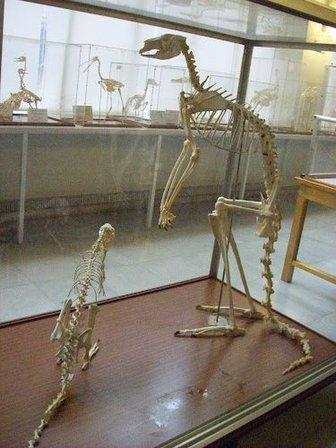 Museo de Anatomía Comparada de Vertebrados