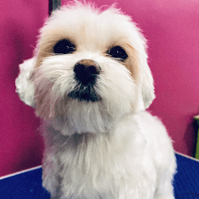 Nora estilista Canino