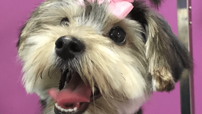 Nora estilista Canino