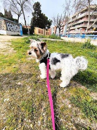 Pati Guarde Cuidador de Mascotas