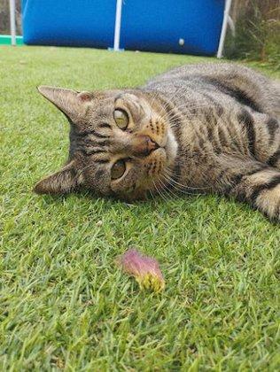 Catsitteraul