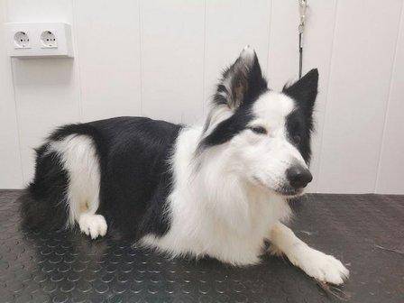 Peluquería Canina Rosa Pardo