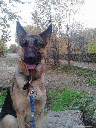 Entreno A Tu Perro