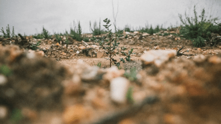 Retree | Compensación CO2 y Certificado de Huella de Carbono