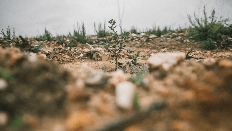 Retree | Compensación CO2 y Certificado de Huella de Carbono