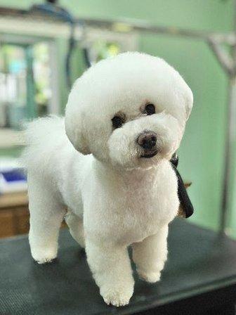 Cominos Peluquería Canina