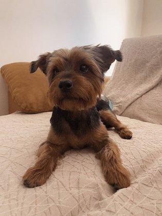 PELUQUERIA CANINA WOW VETERINARIO