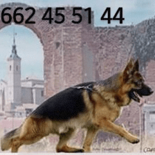 Residencia Canina Casarrubios
