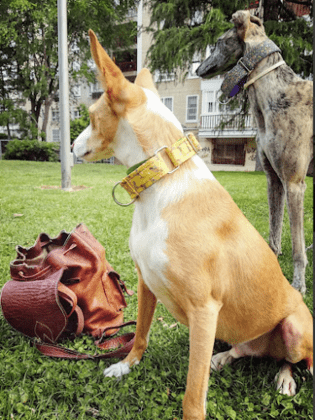 MADUCAN - Educador canino / Guardería canina