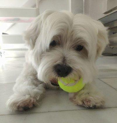 Polar Peluquería Canina