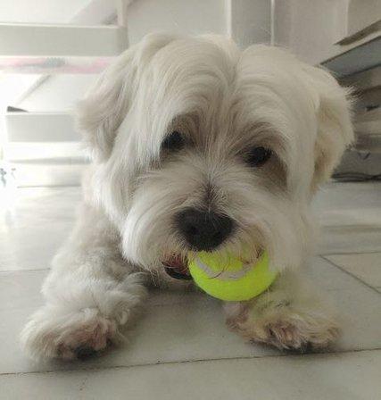 Polar Peluquería Canina