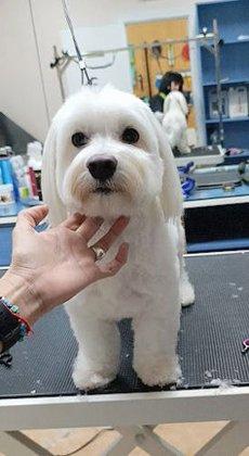 Peluquería Canina Cuatro Vientos