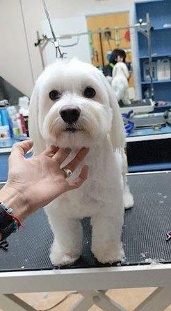 Peluquería Canina Cuatro Vientos