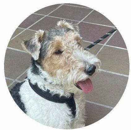 Adiestrador canino Fuenlabrada