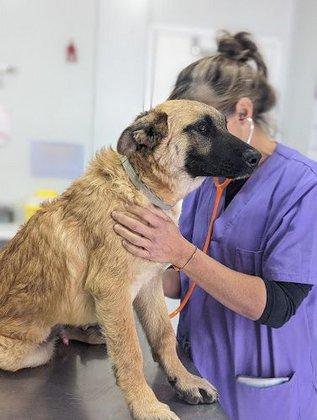 Veterinarea Villalba Veterinary Hospital