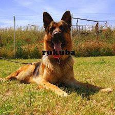 RUKUBA Adiestramiento Criadero Residencia Canina