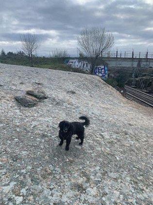LinkeDog