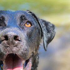 Vínculo Peludo - Adiestramiento canino en Villalba, Madrid
