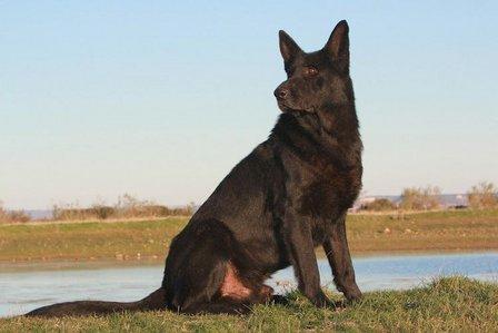 RUKUBA Adiestramiento Criadero Residencia Canina