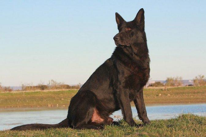 RUKUBA Adiestramiento Criadero Residencia Canina