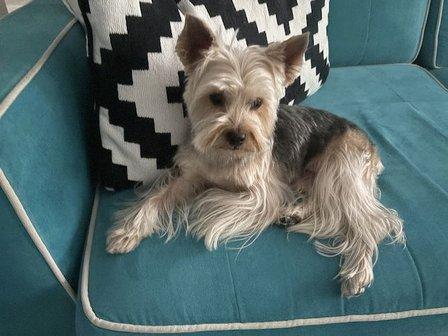 Media Luna Pet Care
