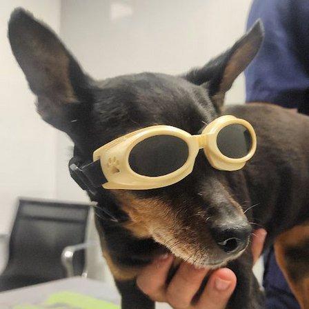 The Veterinary Clinic