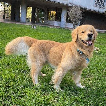 Vínculo Peludo - Adiestramiento canino en Villalba, Madrid