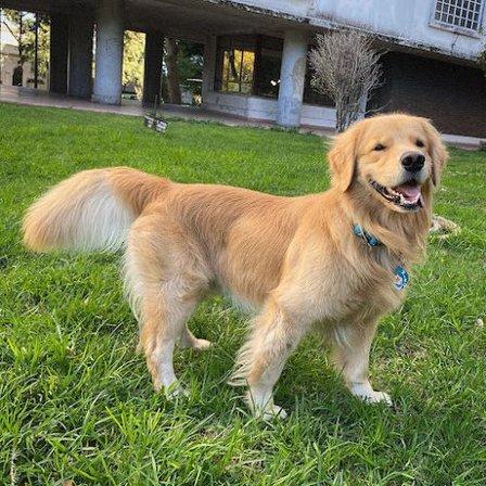 Vínculo Peludo - Adiestramiento canino en Villalba, Madrid
