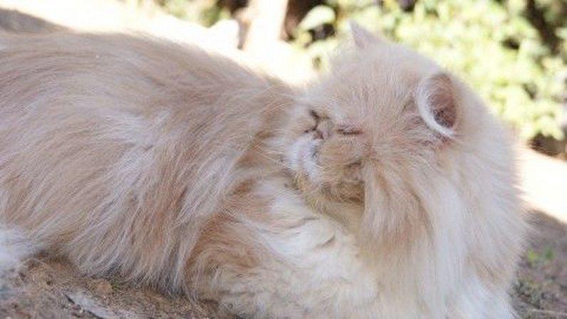 SHIZEN TERAPIAS PARA ANIMALES
