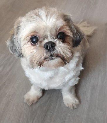 Peluquería Canina Luna