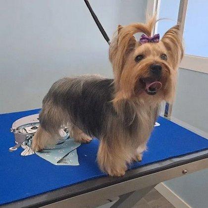 David Izquierdo Estilismo Canino